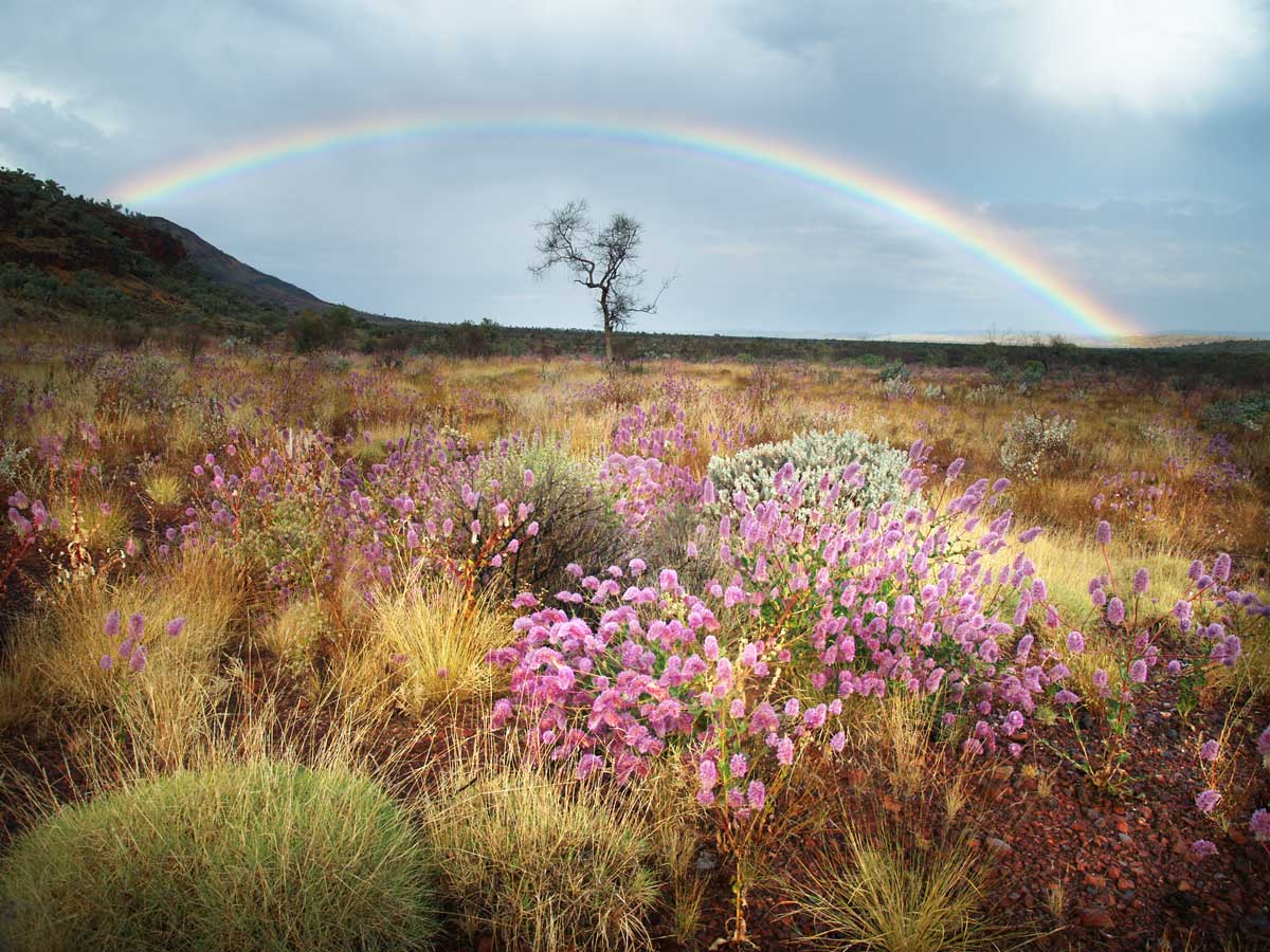 Wild-Flowers